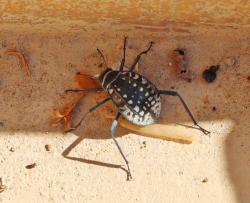 Adesmia gebleri